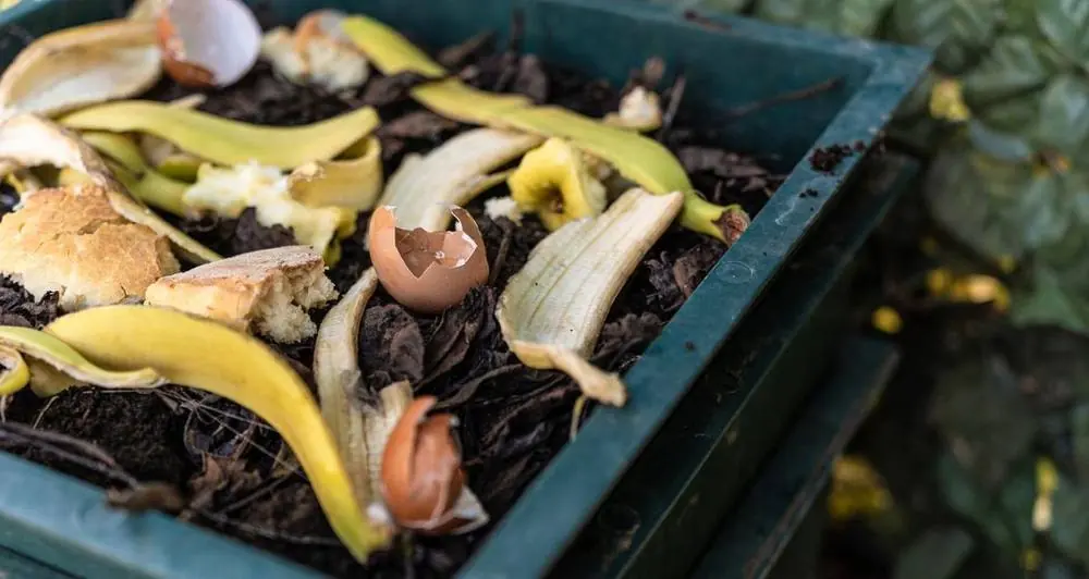 Cosa mangiano i lombrichi: quello che devi sapere per alimentarli al meglio