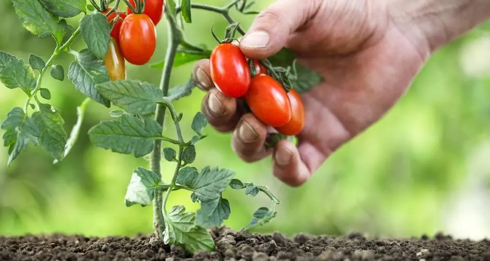Orto sul balcone: come usare l’humus per le coltivazioni da vaso