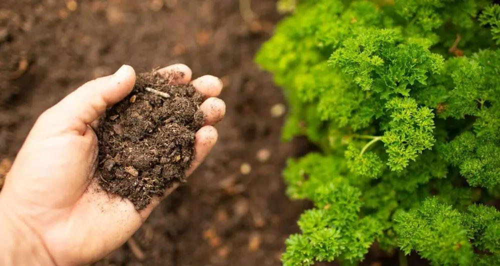 Perché usare l’humus di lombrico è un bene per le piante e per l’ambiente