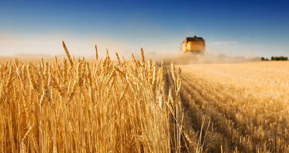 Come i lombrichi contribuiscono alla coltivazione di cereali e legumi in tutto il mondo