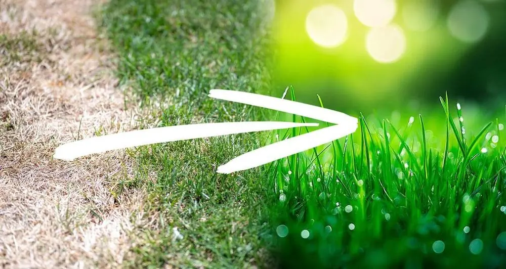 Cura del giardino: come seminare o rinvigorire il prato con l’humus di lombrico