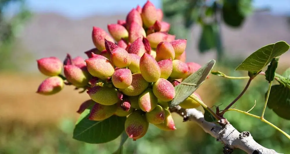 Pistacchio di Bronte: uno studio dimostra i benefici dell’humus di lombrico Biotica sull’O