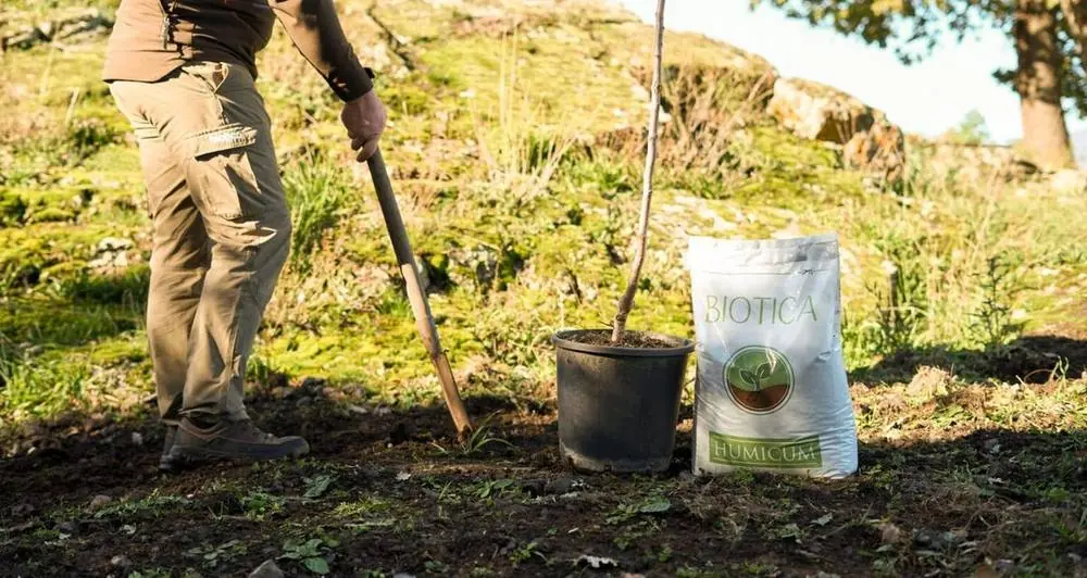 Come piantare un albero da frutto: periodo migliore, concimazioni e cura