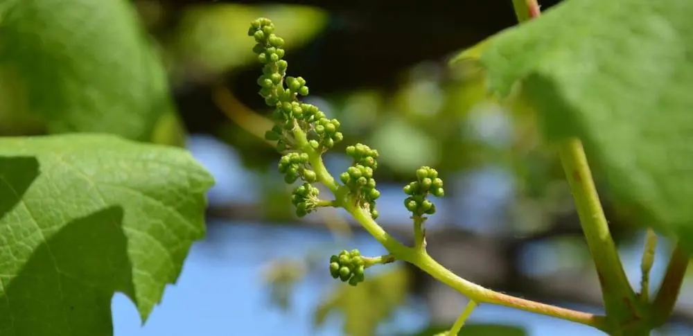 Come stimolare la fioritura delle piante e superare con successo la fase di fioritura e al
