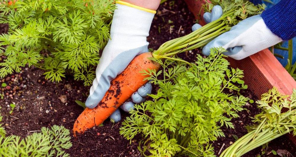 Come aumentare la pezzatura dei frutti e la loro qualità: la fase di ingrossamento e matur