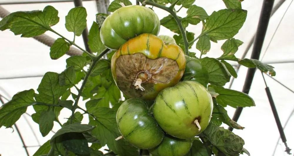 Come prevenire il marciume apicale dei pomodori: consigli e best practices