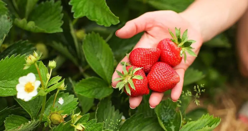 Coltivazione fragole pieno campo: guida al trapianto e alla concimazione