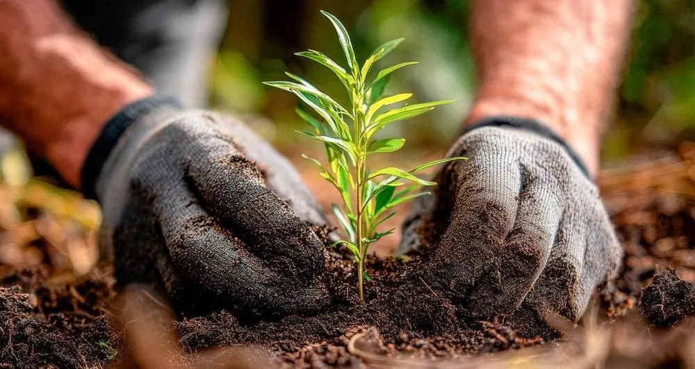 Orto invernale: cosa piantare a settembre e in autunno