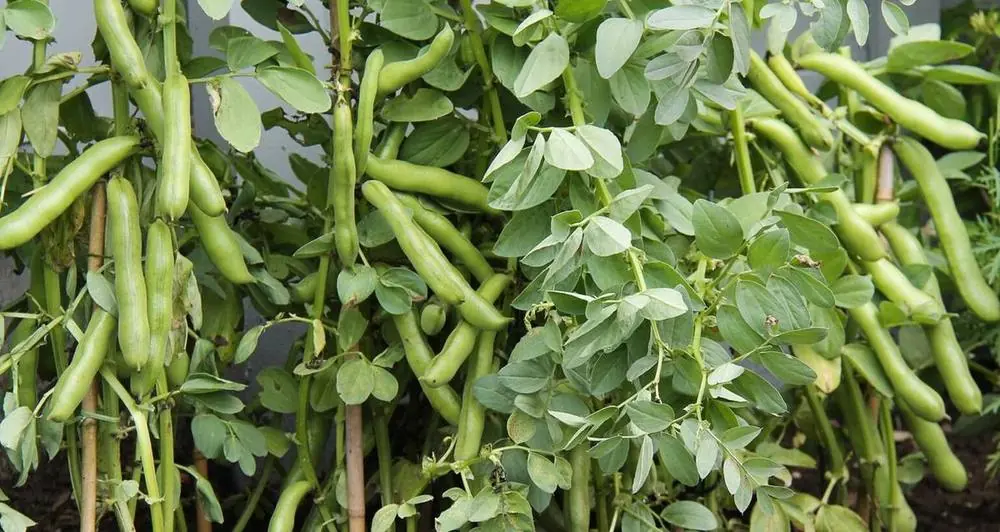 Coltivare fave e piselli: semina, periodo e concimazione delle leguminose invernali