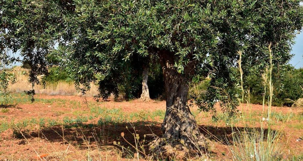 Calendario concimazioni olivo: come e quando concimare l’uliveto