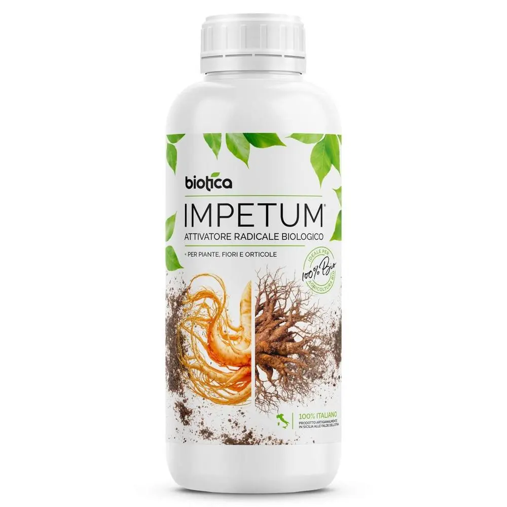 Impetum