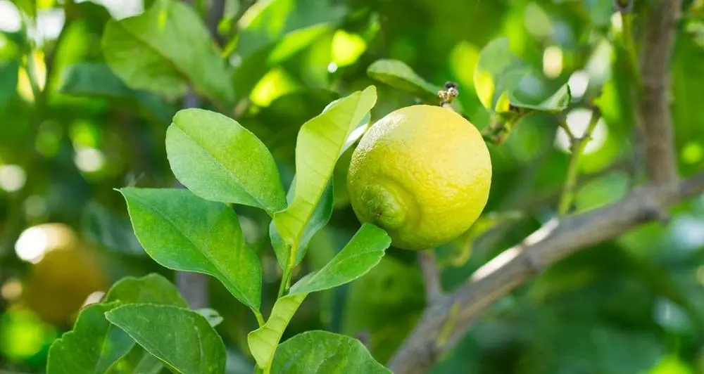 Come coltivare gli agrumi, anche in vaso: guida a trapianto, concimazioni e rinvasi