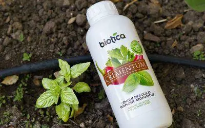 basilico-ingiallito-cause-e-soluzioni-per-avere-una-pianta-rigogliosa-e-profumata