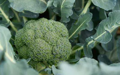 coltivazione-dei-cavoli-guida-al-trapianto-e-alla-concimazione-delle-brassicacee