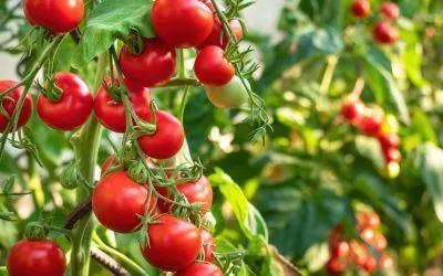 come-ottenere-pomodori-grandi-rossi-e-succosi-8-pratiche-fondamentali-per-riuscirci